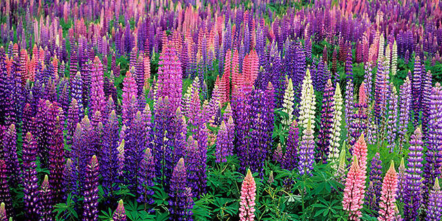 lupiner klarsgarden